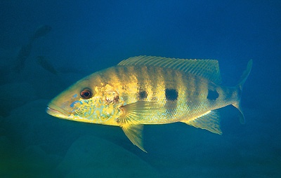 Boulengerochromis microlepis 'Kekese'